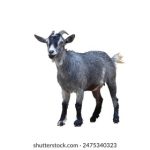 zuusbn