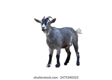 zuusbn